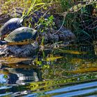 Schmuckschildkröten