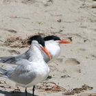 Schmuckseeschwalbe am Maimi Beach