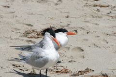 Schmuckseeschwalbe am Maimi Beach