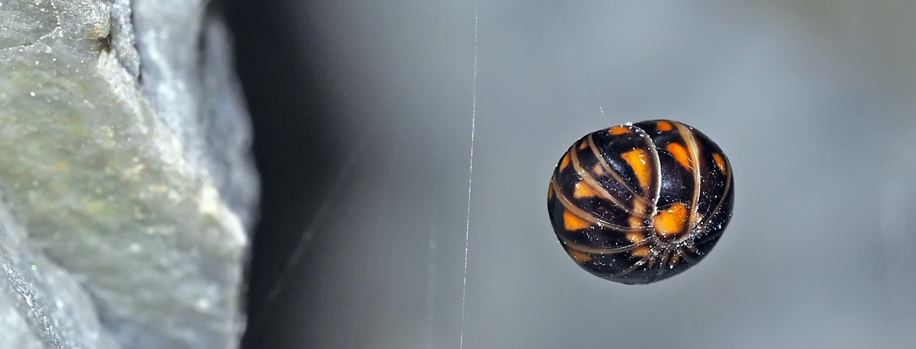 Schmuckstück am Seidenfaden: Glomeris hexasticha. * - Un petit bijou se balance au fil...