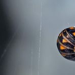 Schmuckstück am Seidenfaden: Glomeris hexasticha. * - Un petit bijou se balance au fil...