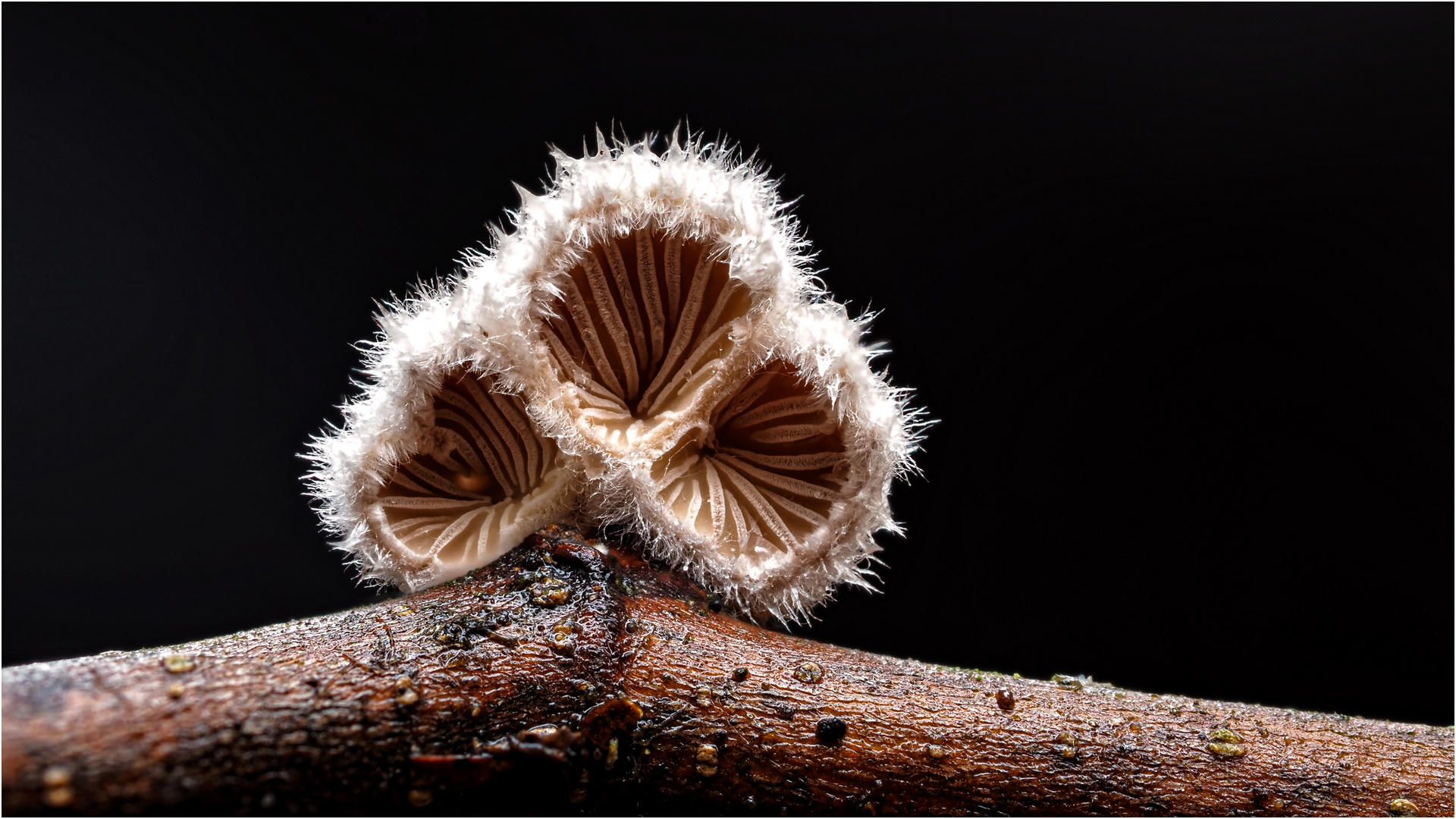 Schmuckstück am toten Holz