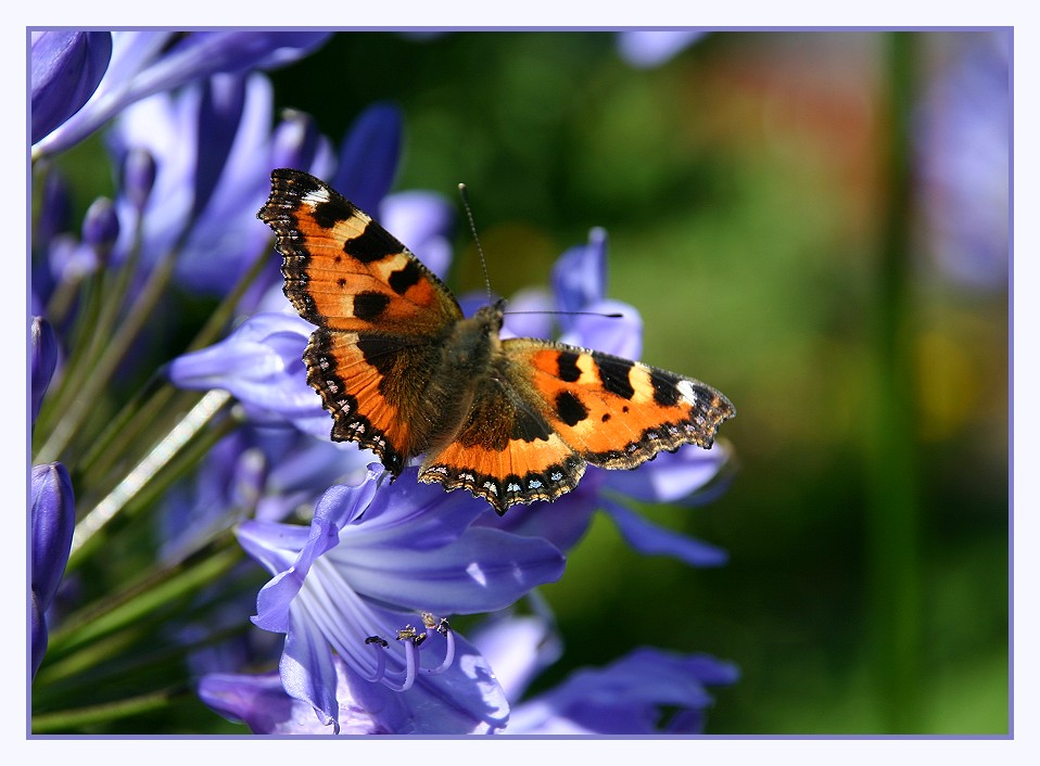 Schmuckstück im Garten