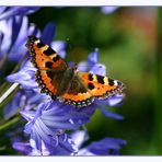 Schmuckstück im Garten