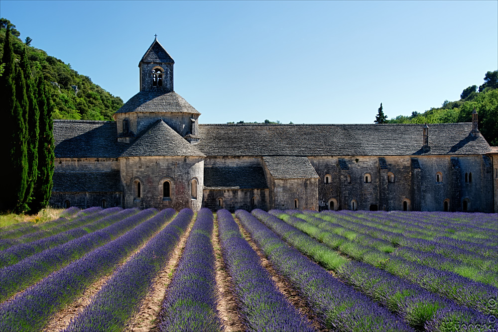 Schmuckstück im Lavendel