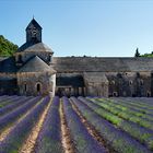 Schmuckstück im Lavendel