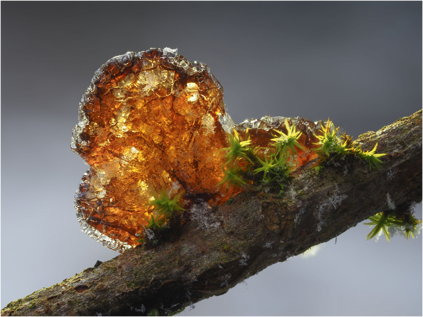 Schmuckstück im Wald