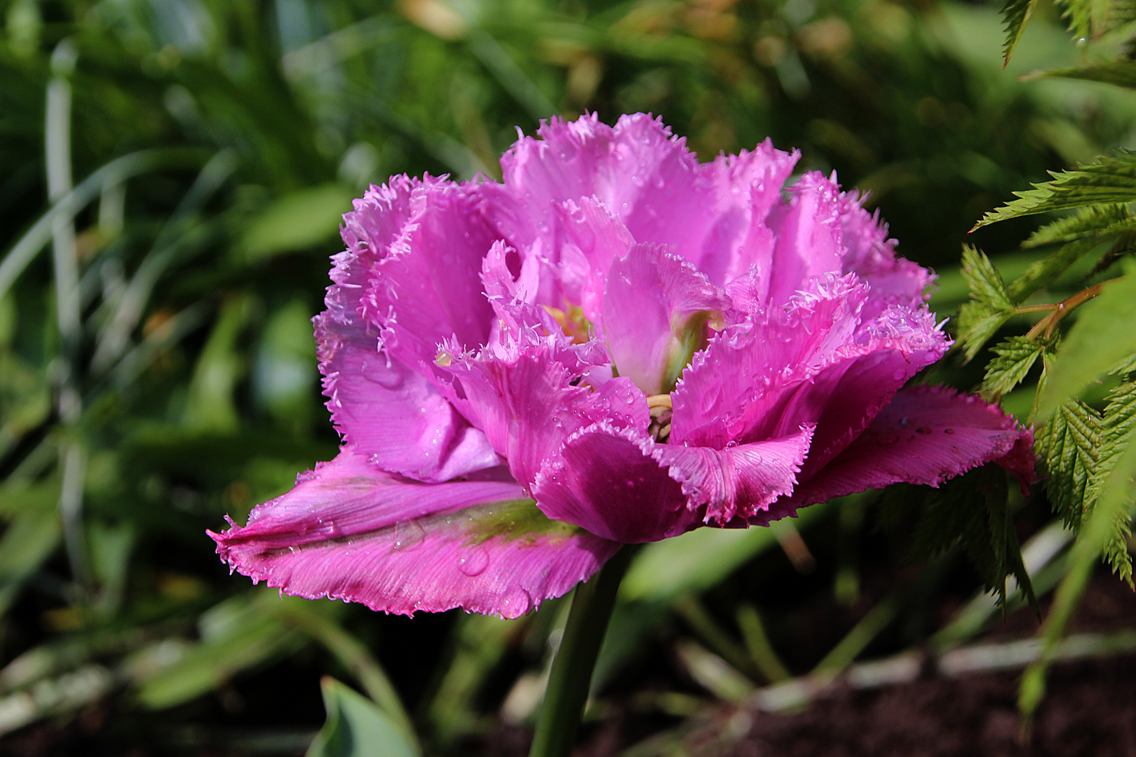 Schmuckstück Tulpe