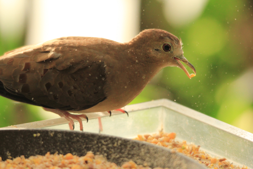 Schmucktäubchen (Graublaues Täubchen) (Blautäubchen) Zoo Krefeld