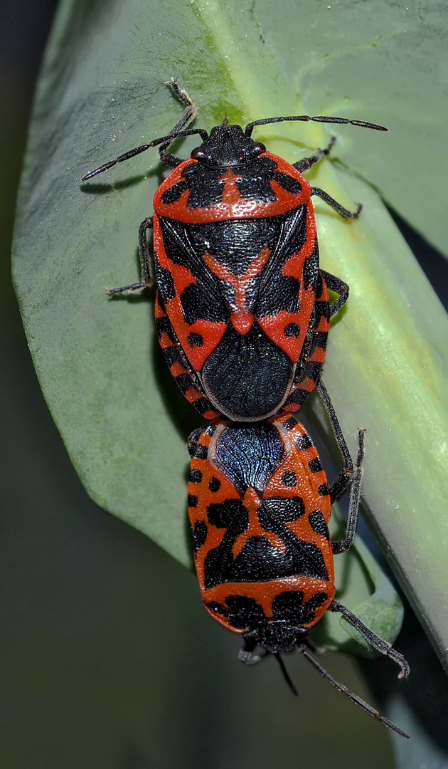 Schmuckwanze (Eurydema ventralis), copula - Punaise ornée du chou.