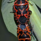 Schmuckwanze (Eurydema ventralis), copula - Punaise ornée du chou.