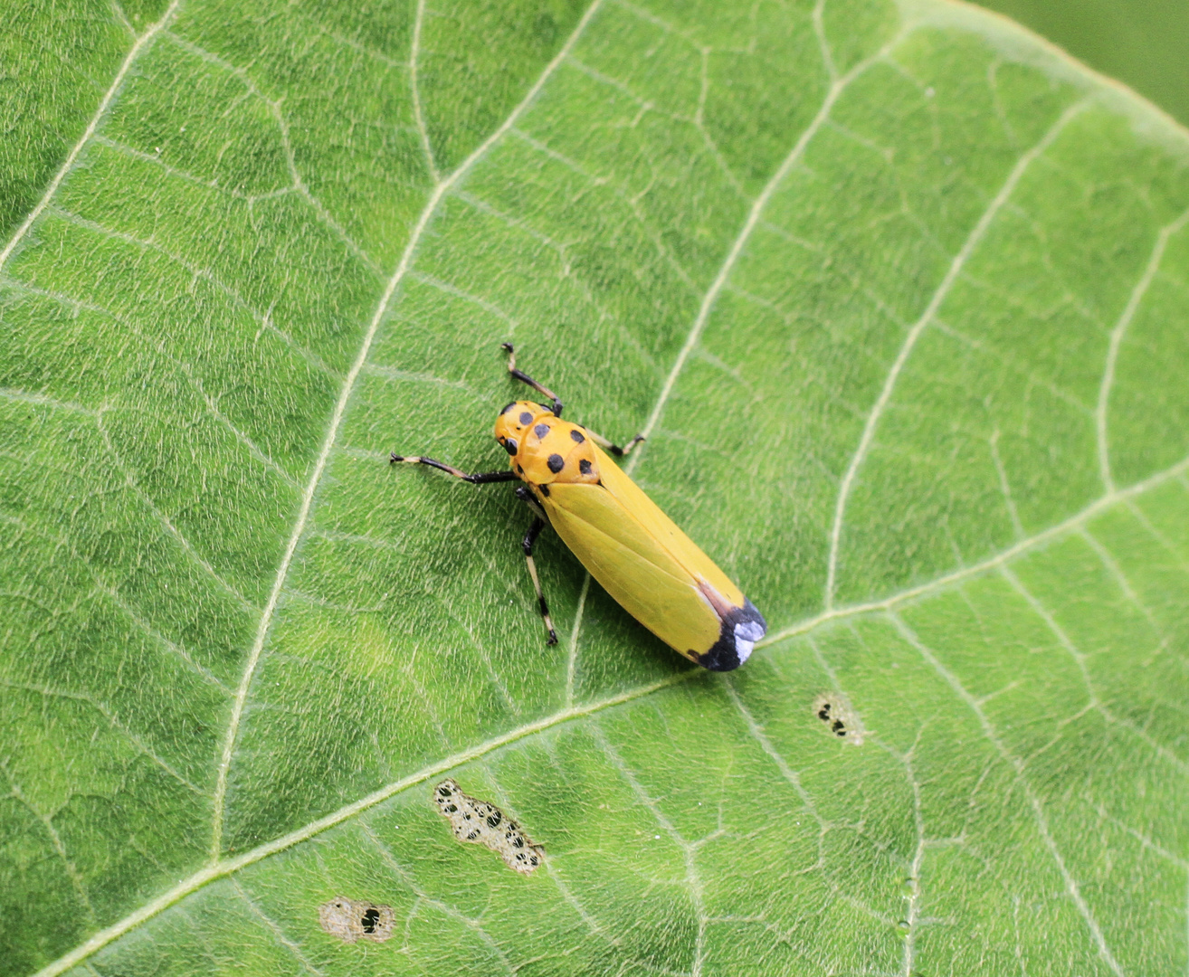 Schmuckzikade_Cicadellinae