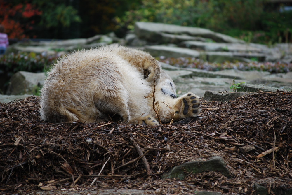 Schmuddel-Knut