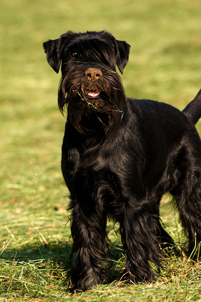 schmuddelschnauz