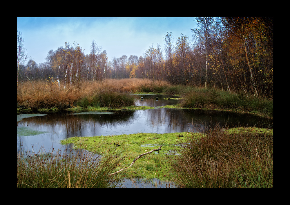 Schmuddelwetter im Moor ;0)