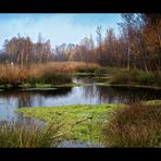 Schmuddelwetter im Moor ;0)