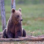 Schmunzelbär