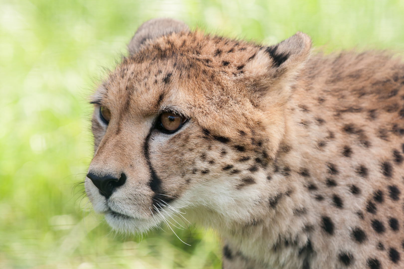 Schmuse-Gepard