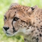 Schmuse-Gepard