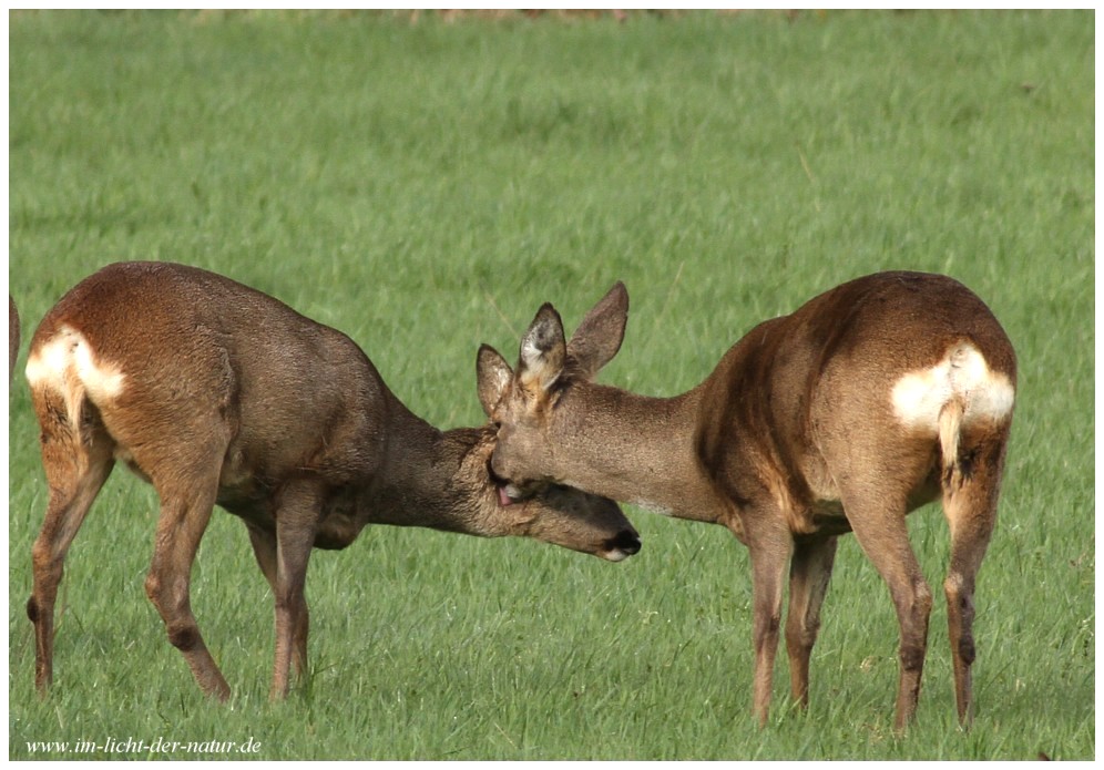 Schmuse-Rehe