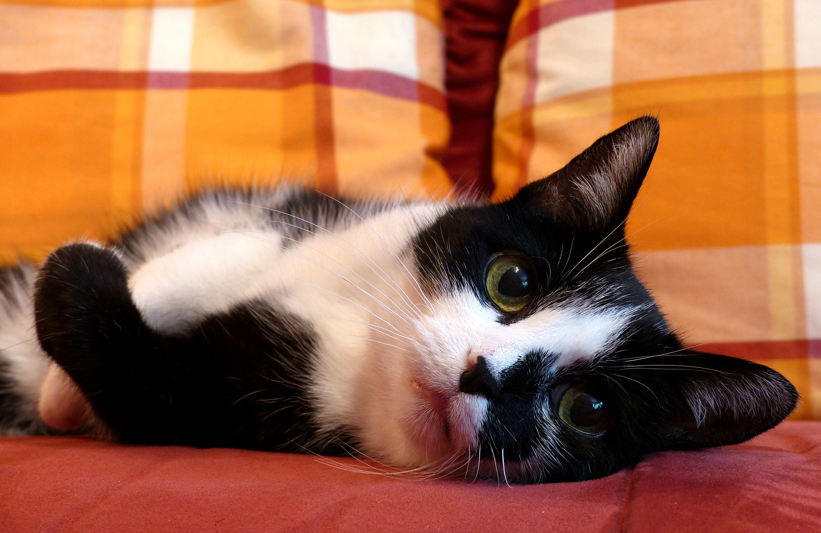 Schmuse Suse Foto Bild tiere haustiere katzen Bilder Schmuse Suse Foto Bild tiere haustiere katzen Bilder