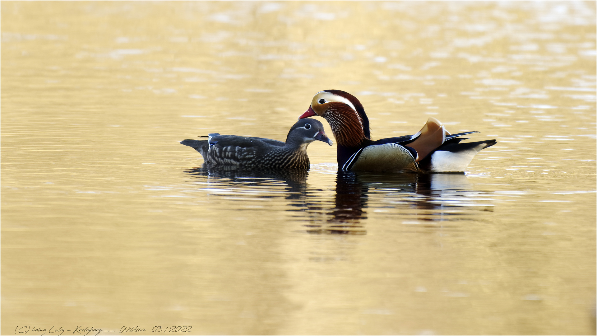 Schmuse  Time  am Raky Weiher 