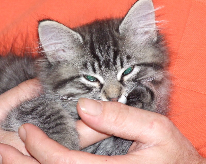 Schmusekater von luisaundmax 