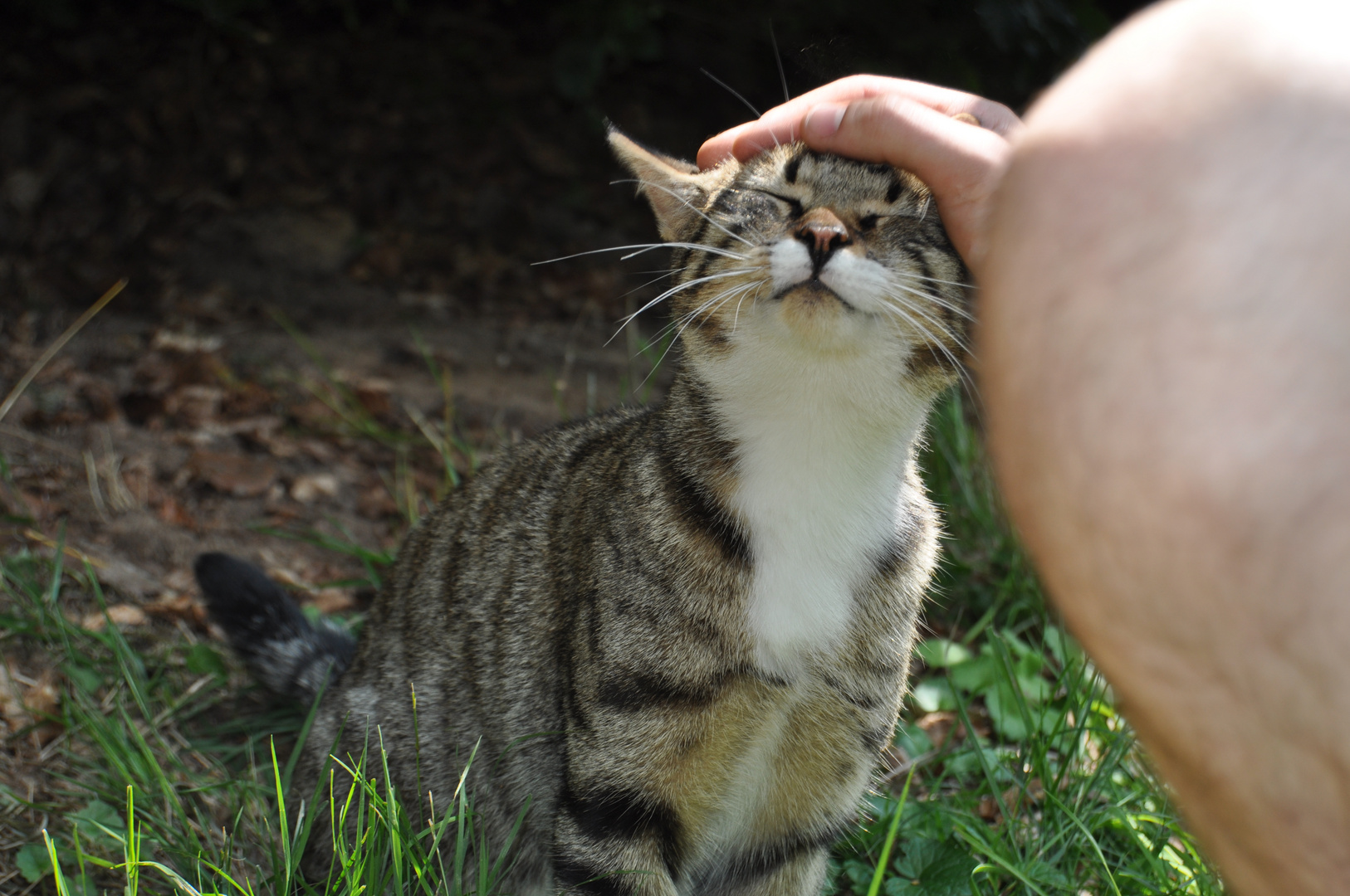 Schmusekatze Foto & Bild tiere, natur Bilder auf