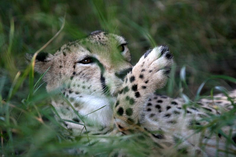 Schmusekatze