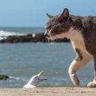 Schmusekatze oder Raubtier?