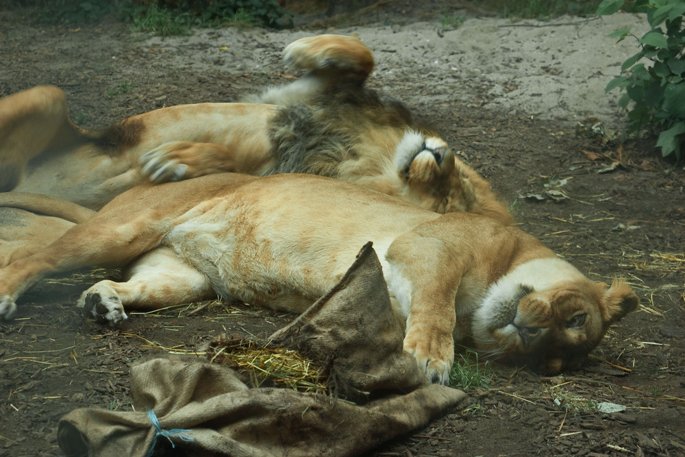 Schmusekatzen? ;-)