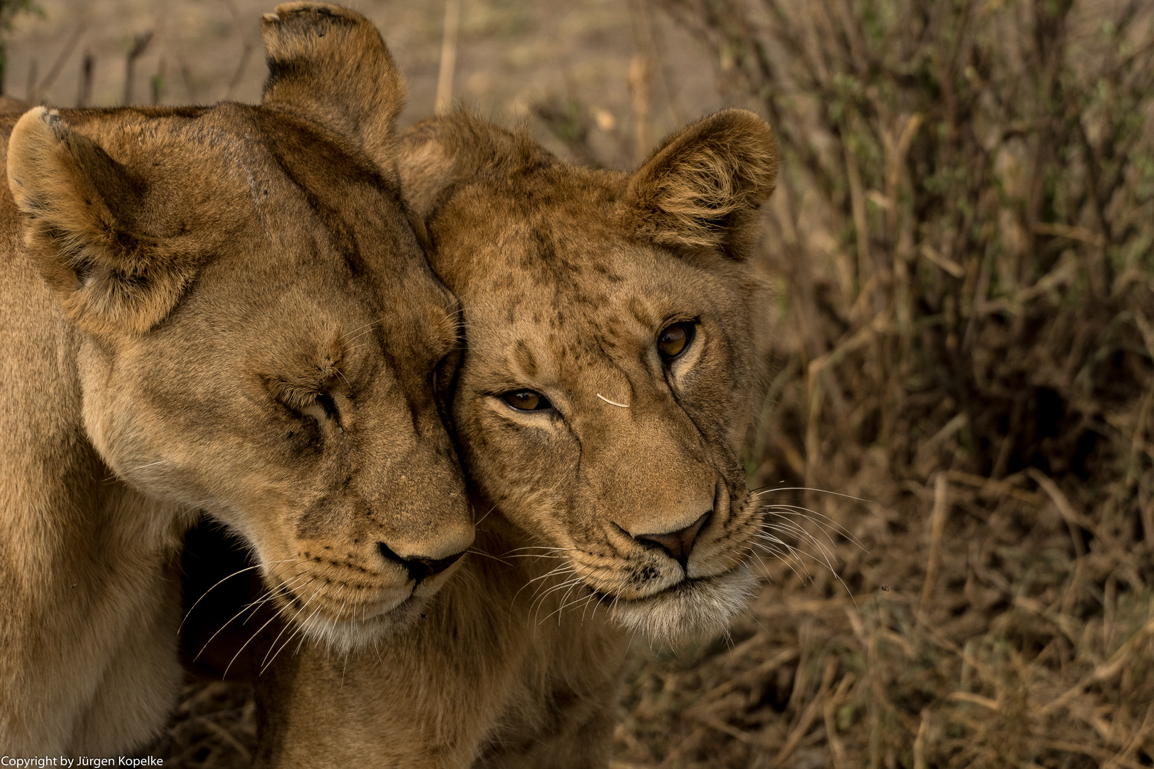 Schmusekatzen in der Serengeti
