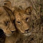 Schmusekatzen in der Serengeti