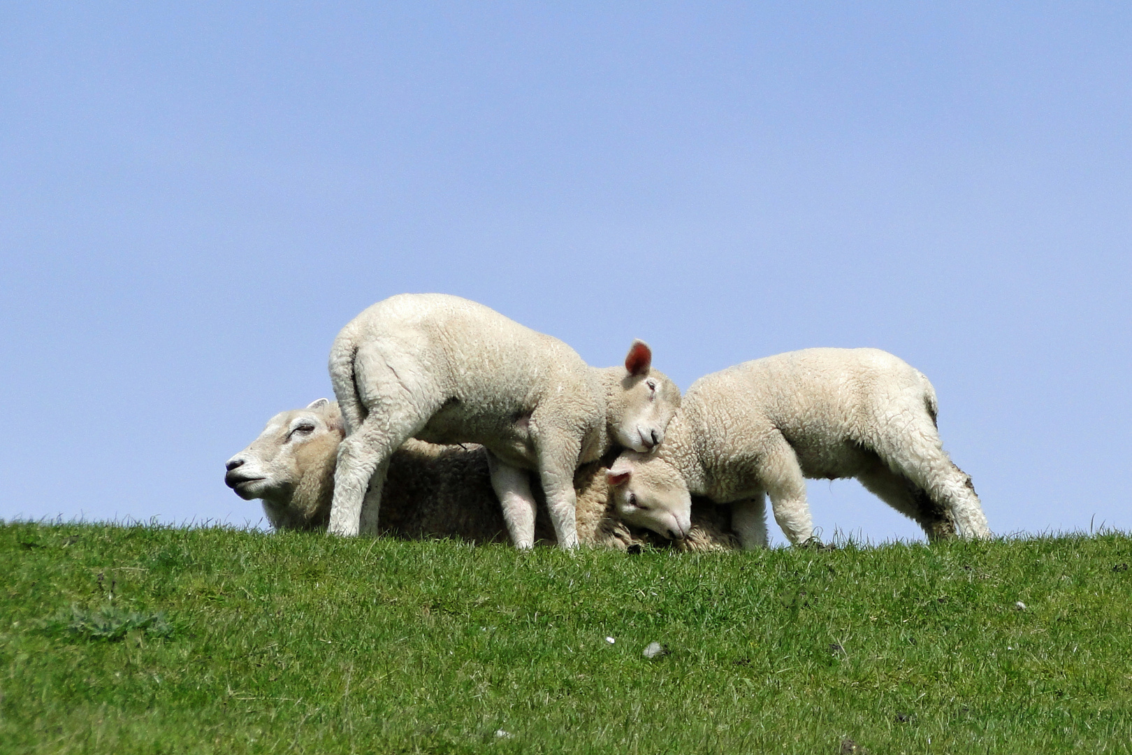 Schmusen auf dem Nordseedeich