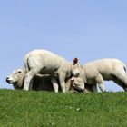 Schmusen auf dem Nordseedeich