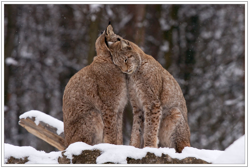 Schmusen im Schnee