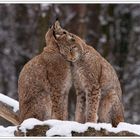 Schmusen im Schnee