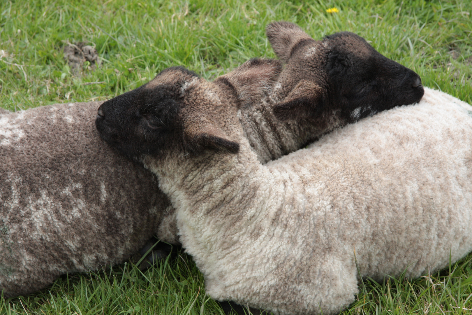 Schmusen ist angesagt