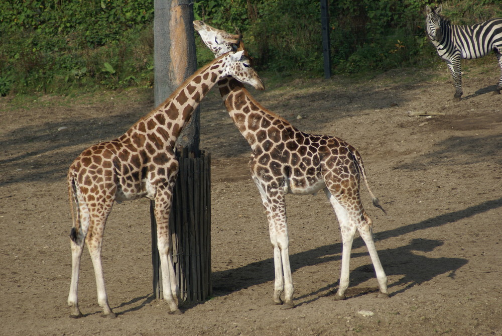 schmusende Giraffen