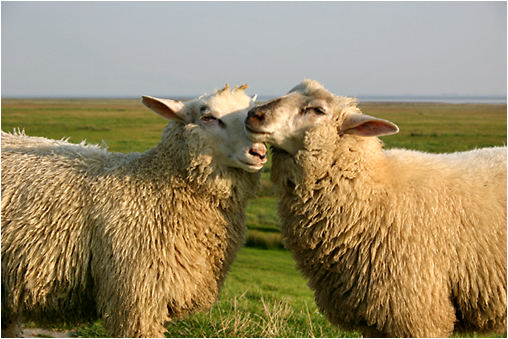 schmusende Schafe
