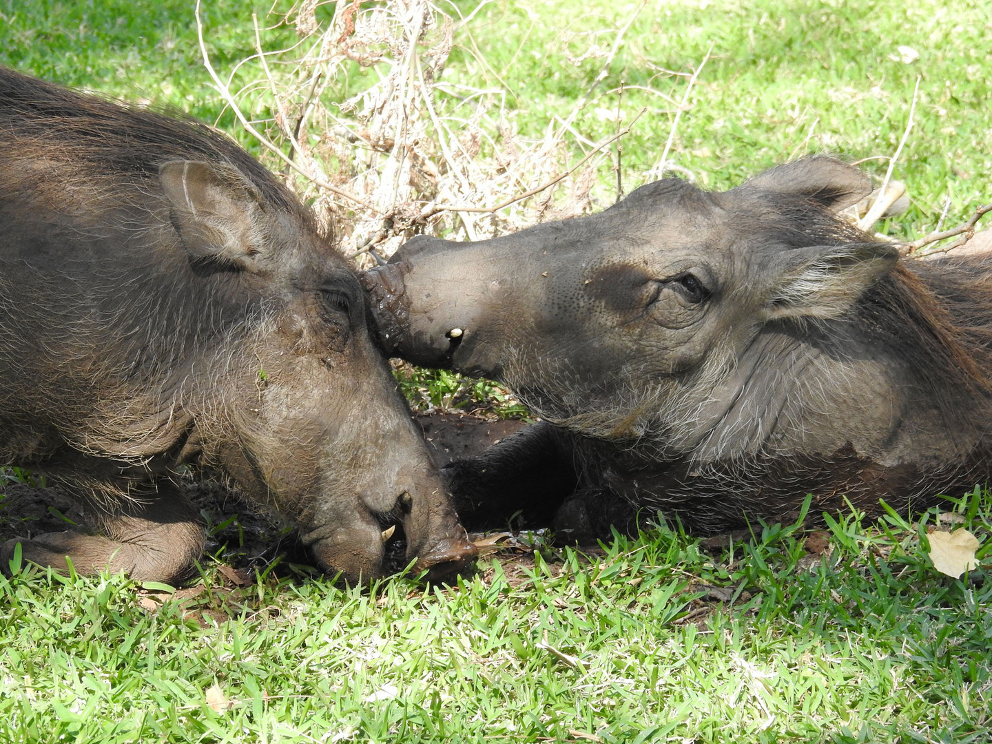 Schmusende Warzenschweine