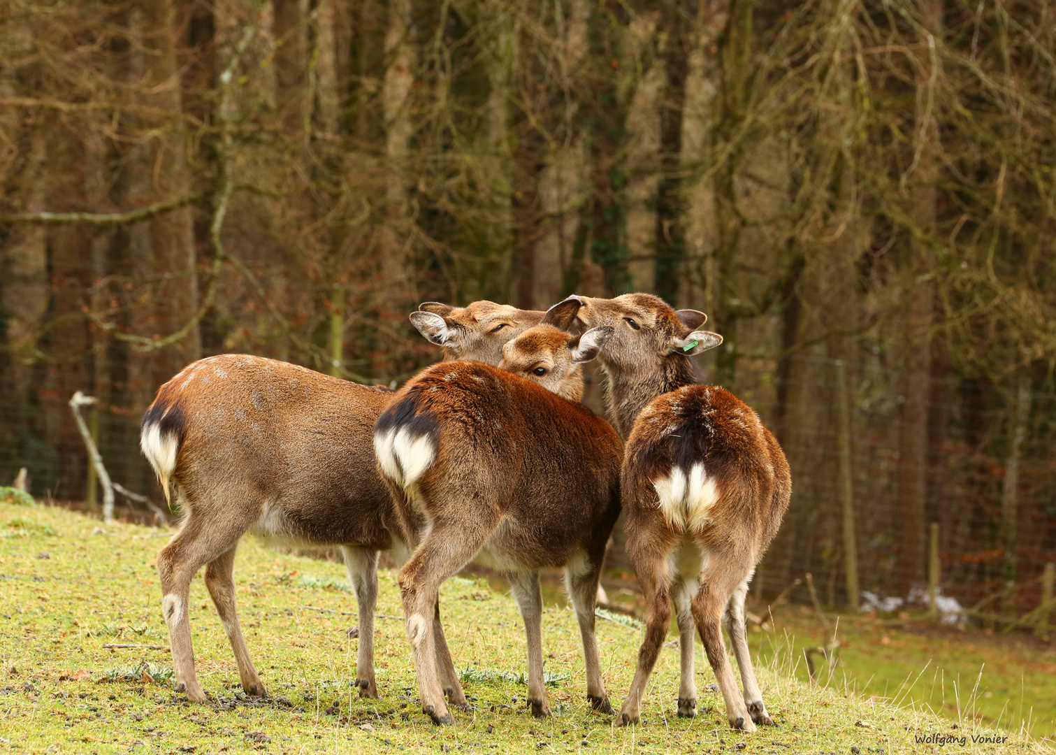 Schmuserunde bei den Sikas