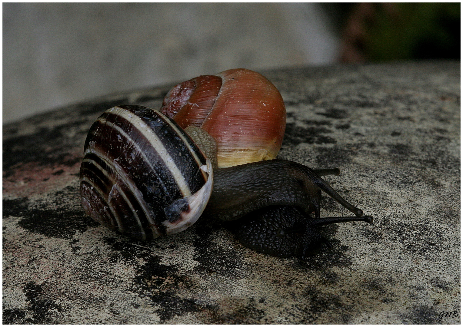 Schmuseschnecken