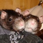 Schmusezeit :-) meine zwei Rattis