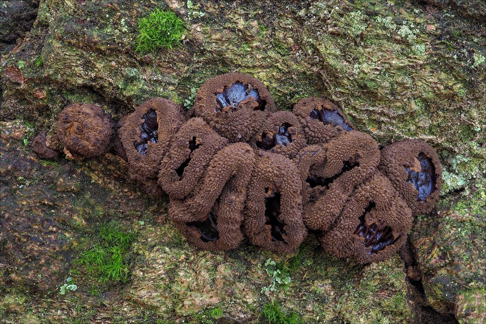 Schmutzbecherlinge (Bulgaria inquinans)