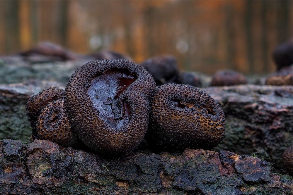 Schmutzbecherlinge (Bulgaria inquinans)