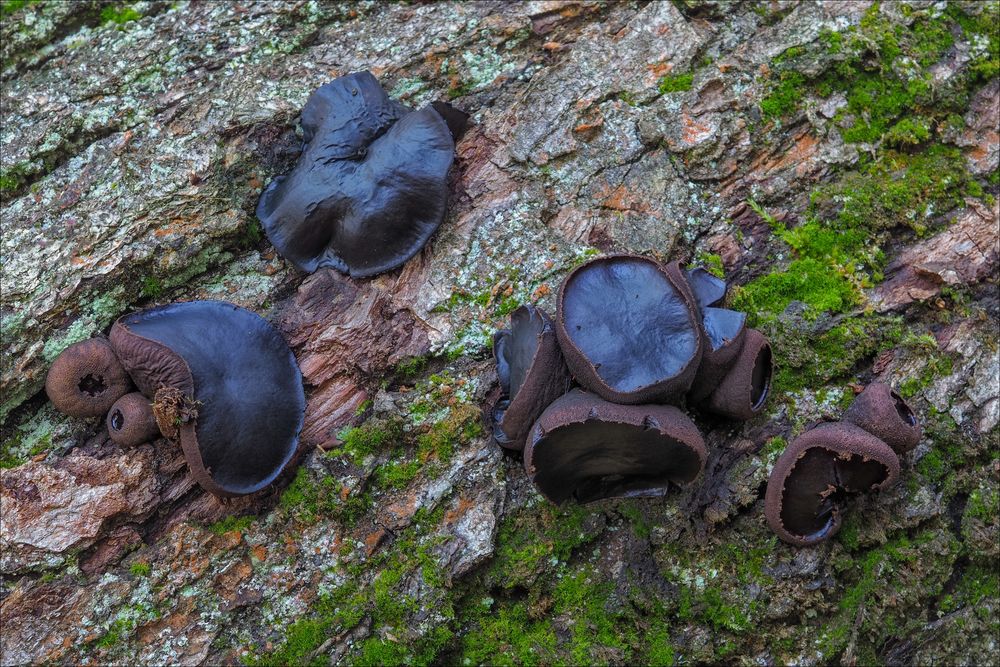 Schmutzbecherlinge (Bulgaria inquinans)