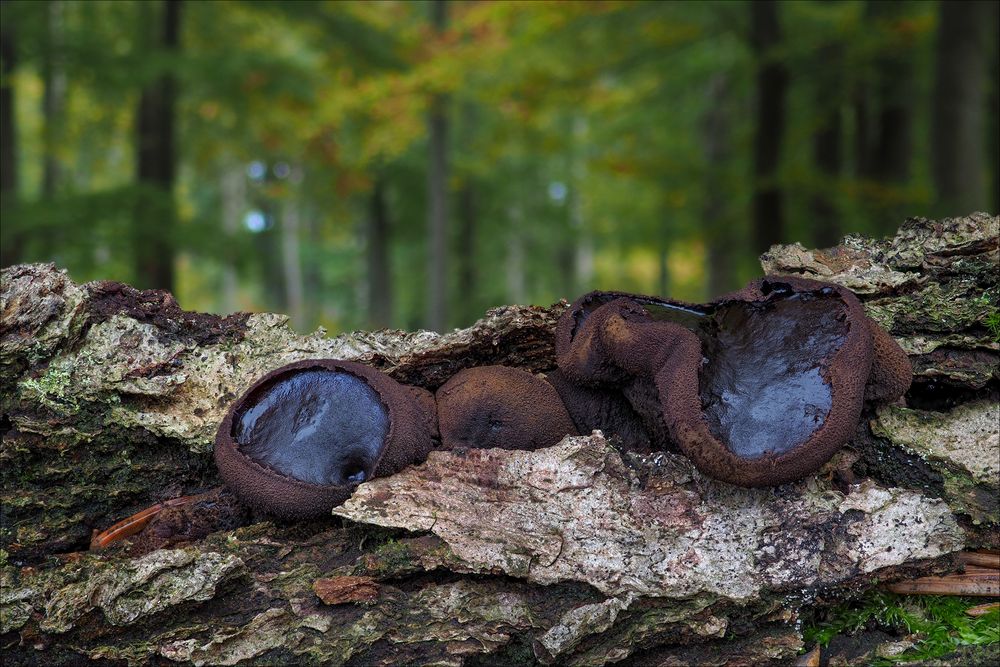 Schmutzbecherlinge (Bulgaria inquinans)