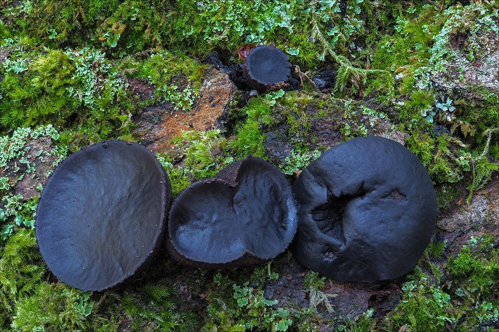 Schmutzbecherlinge (Bulgaria inquinans)