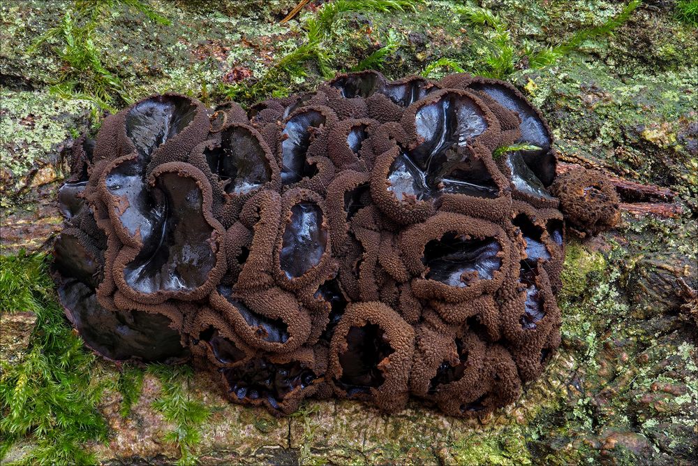 Schmutzbecherlinge (Bulgaria inquinans)